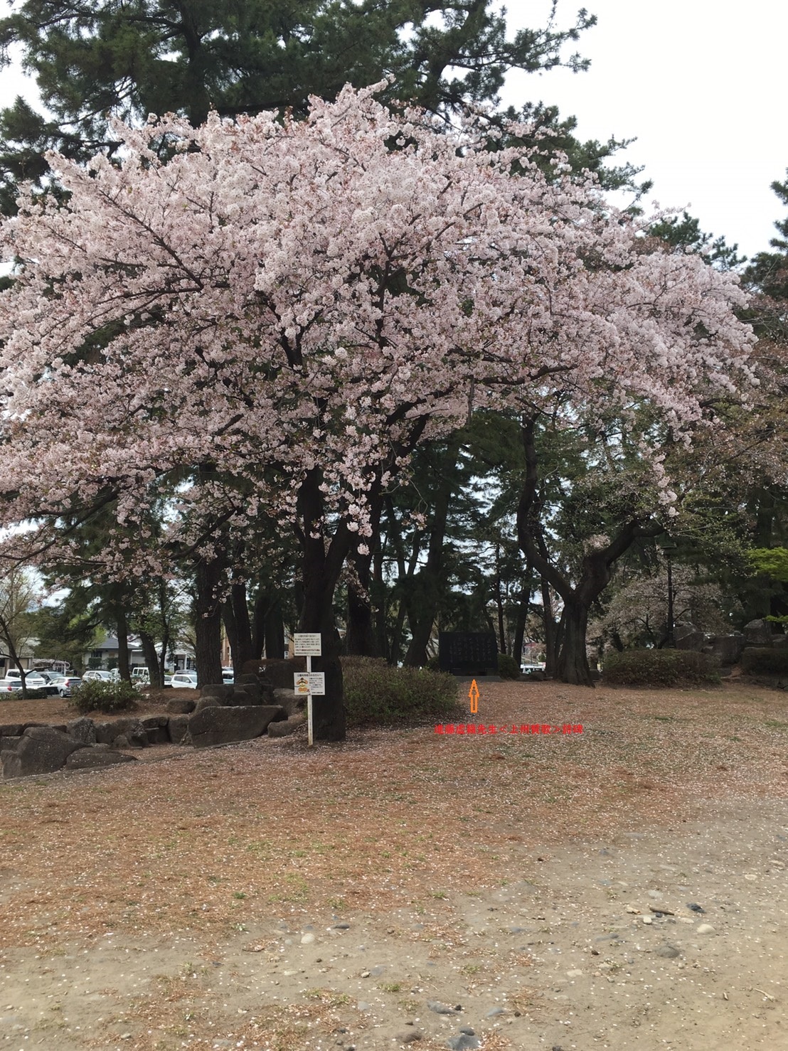 敷島公園 佐野藤右衛門桜 散りました 沙炎の 今日も書三昧日記